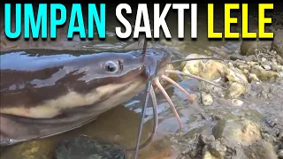 UMPAN IKAN LELE PALING JITU DAN AMPUH