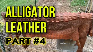 How to Tan Alligator Hide into Leather Part #4 ( soaking the Skin in Oak Bark Tea ) Bark Tanning