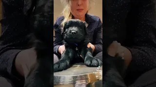 Puppy playing drums 🥁!!#animalrescue #cute