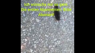 Omg! Was ist das für eine Raupe (sieht gefährlich aus!)