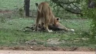 Lioness Killing Male Cheetah