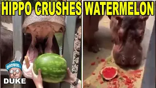 Hippos Devour Whole Watermelons in One Bite | Reaction