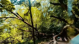 Unleashing the Wild: Immersive FPV Journey through Enchanting Forests