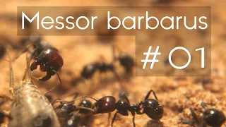 BLOG MESSOR BARBARUS #1 - Une ENORME colonie + 1500 ouvrières