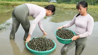 Harvesting A Lot Of Snails After Rice Crop Go To Countryside Market Sell || Free Bushcraft