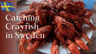 Catching Crayfish In Sweden