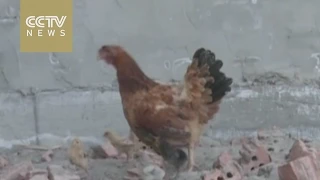 On Mother’s Day, a feat of bravery: Hen fights off hawk