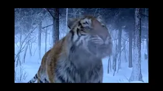 The Taking Of Tiger Mountain The Best Tiger Scene480p