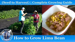 Growing Lima Beans for a Delicious Soup