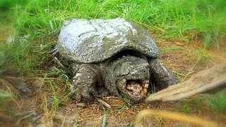 How to Find and Catch Snapping Turtles By Hand