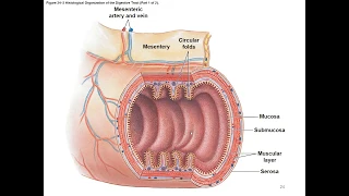 Chapter 24 Digestive System