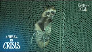 Wild Raccoon Dangles From A 20-Meter High Net Almost Got Hit By A Ball | Animal in Crisis EP102