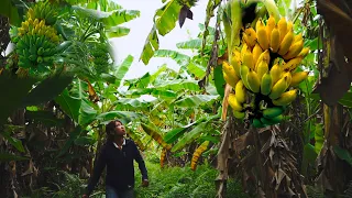 Harvesting Banana Fruit, banana flower Garden Goes to the market sell