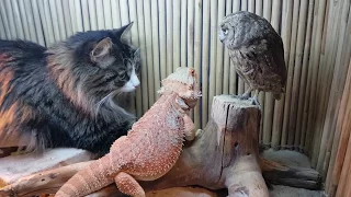 An owl, a lizard and a cat enjoy some magic power, with cockroaches on the side.