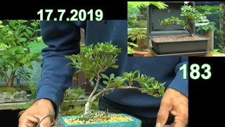 Azalee Bonsai Erstgestaltung, Stecklinge zur Vermehrung und Umpflanzen des Azaleen Bonsai