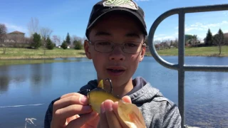 LiveTarget Swimbait review