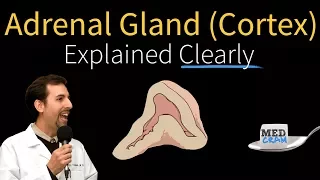 Adrenal Gland (Adrenal Cortex) Explained Clearly