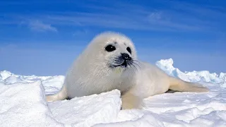 Facts Of A Harp Seal | Christmas Countdown | Merry Christmas