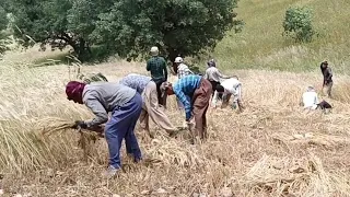 "کمک مردان عشایری به همدیگر در فرآیند دروگندم و جوبه سبک قدیم واتحادوهمدلی مردم عشایر