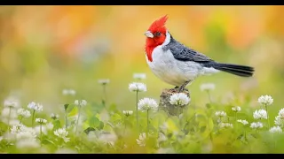 Beautiful Nature Around The World | Amazing Collection of Birds | No-Copyright Video 2021