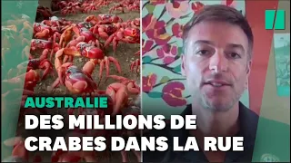 Des millions de crabes en migration créent des embouteillages sur les routes de cette île