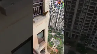 The chicken jumped from the tall building😲 | #shorts | Best Wild Box