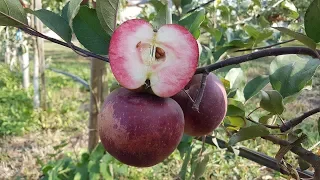 Apple BAYA MARISA / Яблоко Байя Мариса