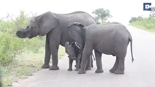 Слоненок обнаруживает свой хобот