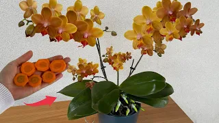 Just 1 thin slice a week! Suddenly the Orchid 100% Flower branch bursts out