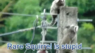 This squirrel is electrocuted to the point of stiffness like this - RARE MOMENT