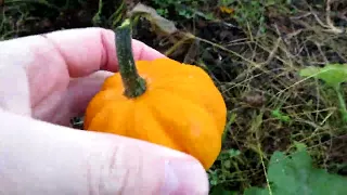 It's pumpkin time!  October 2023 Garden Update