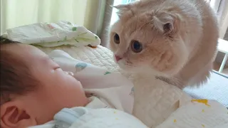 Cats' First Encounter with a Baby