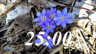 25 Minute Spring Timer with Classical Music and Alarm