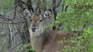 WildEarth - Sunset Safari - November 25, 2019