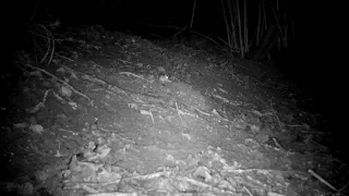 Wood mouse carrying food