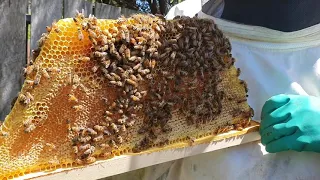 Harvesting Honey from a Kenyan Top Bar Hive, with Adrian Iodice from Beekeeping Naturally