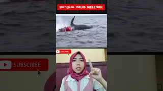 😱Ikan paus meledak di laut