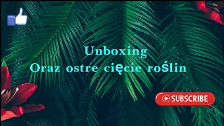 Unboxing Bens-Jungle 💚Oraz Ostre Cięcie Roślin #paintedlady #pipersylvaticum #hoyasigillatis