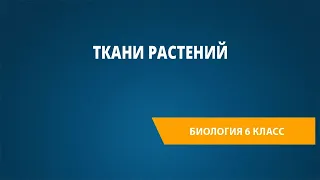 Ткани растений