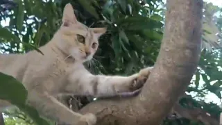 Surprising Cats react from the tree.