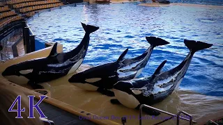 Loro Parque 🐋 Whale show  4K