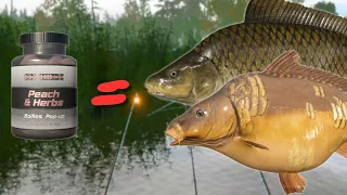 CARP FISHING ON PEACH IN BEAR LAKE! #956 Russian fishing 4