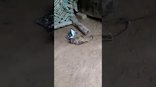 Both mice fight