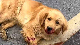 Dog Lying On Road, Last Strength, Looked up at the guy Who Stopped For Him