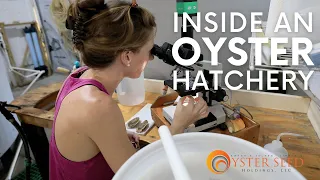 How oysters are grown in hatcheries - Oyster Seed Holdings Aquaculture Tour