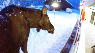 I Made A Moose Bar - I Help Wild Moose During The Winter