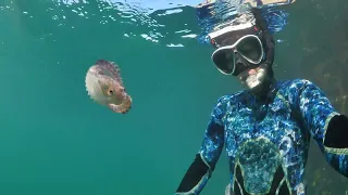 Melbourne Marine Biologist Rescues Rare Paper Nautilus From Shallow Waters