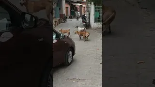 street dogs fight . very dangerous fight  🐕 💪