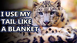 Snow Leopard facts: some of the rarest large cats | Animal Fact Files