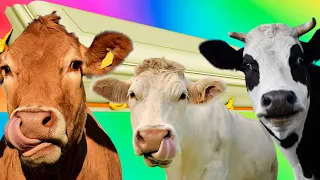 Funny Cows - Coffin Dance Song *PART 3* (COVER)